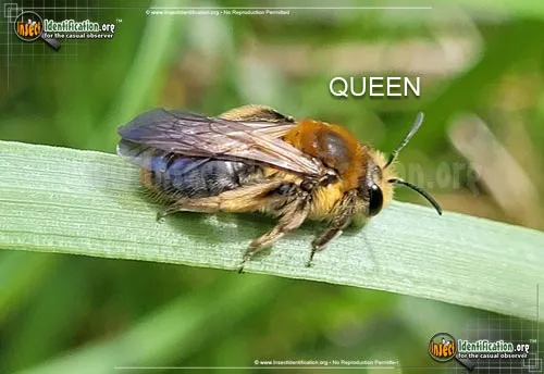 Miner Bee - photo 2