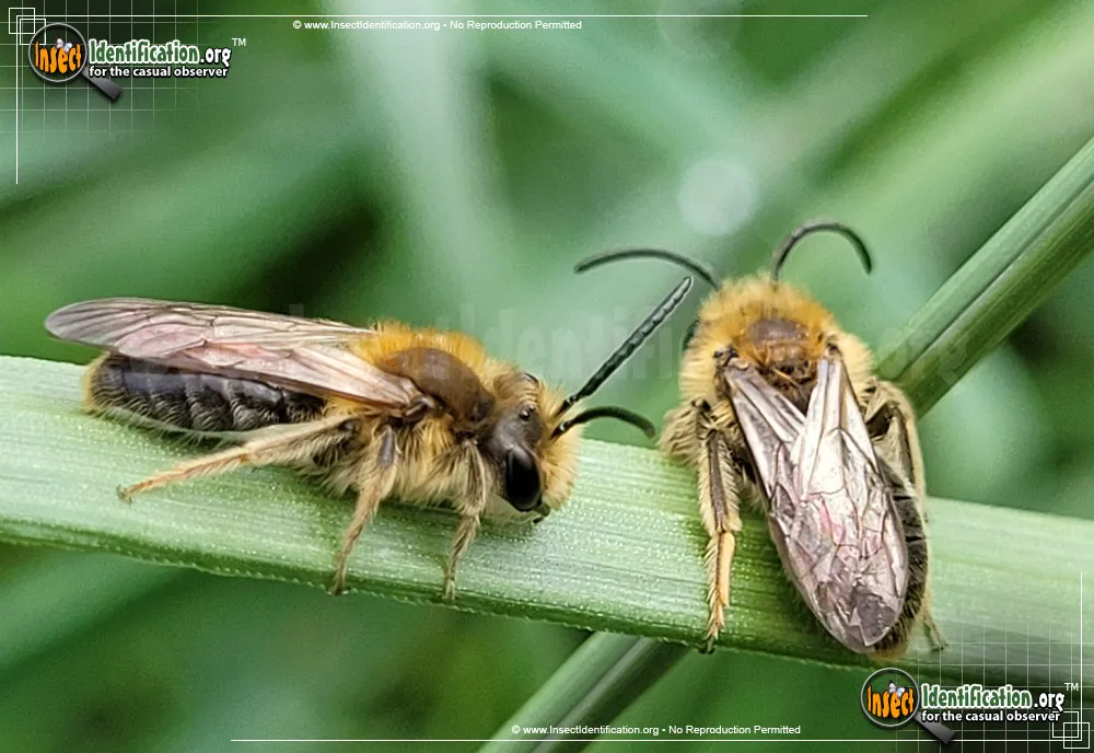 Miner Bee - photo 3