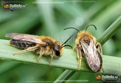 Miner Bee - photo 4