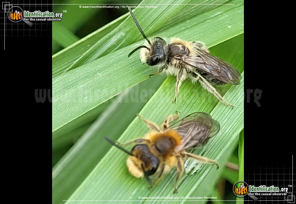 Miner Bee - photo 5