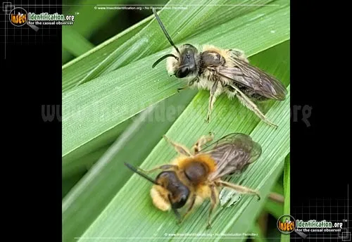 Miner Bee - photo 6
