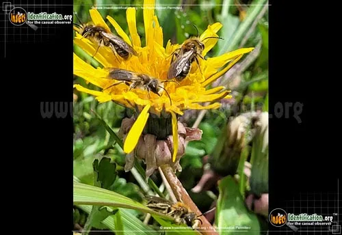 Miner Bee - photo 8