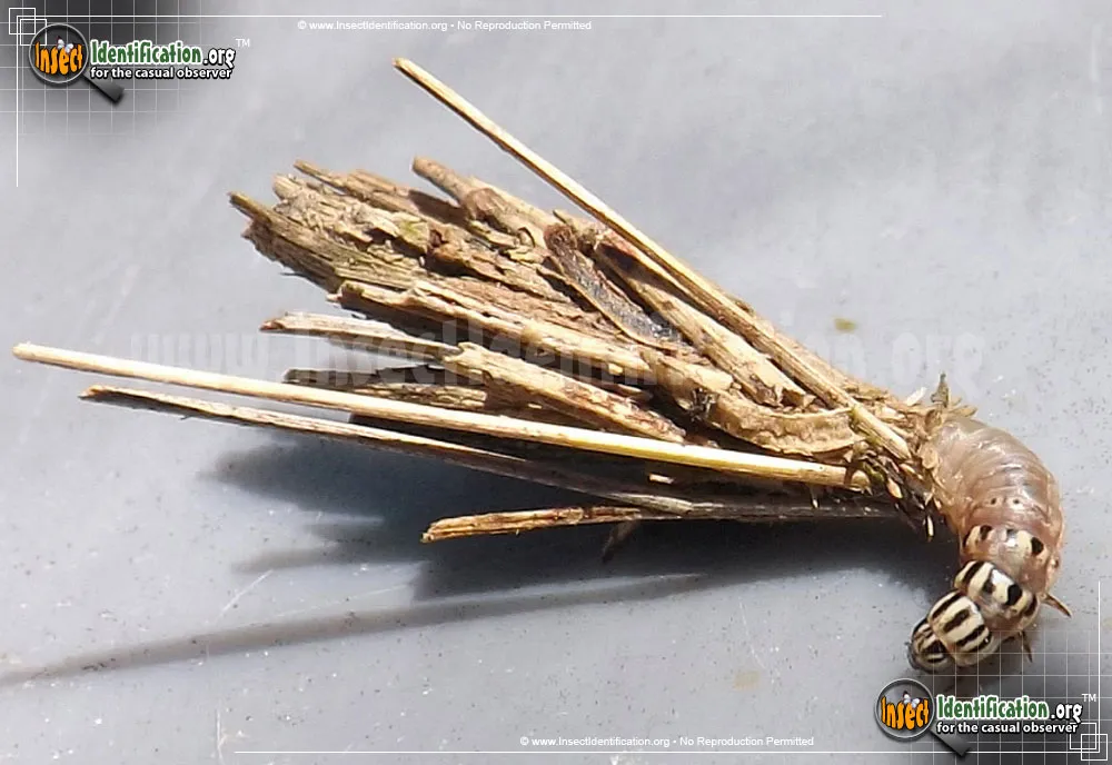 Mini Bagworm