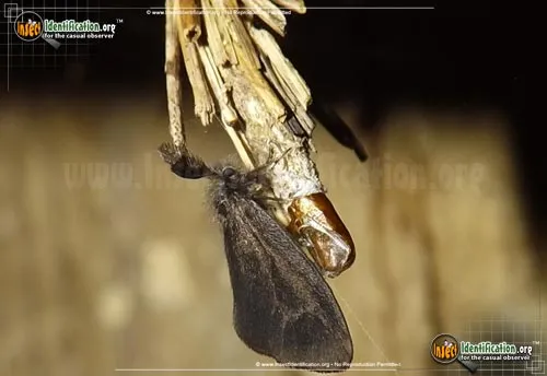 Mini Bagworm - photo 4