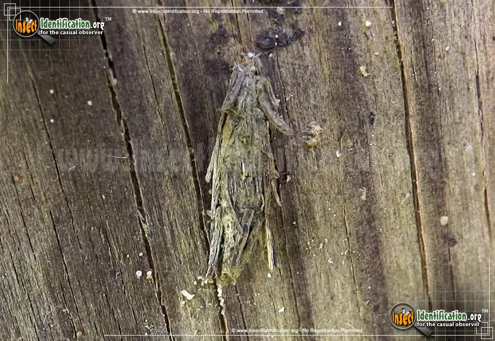 Mini Bagworm - photo 5