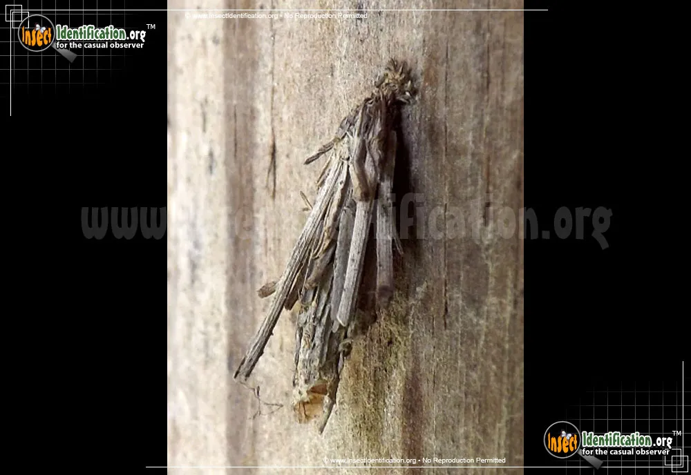 Mini Bagworm - photo 7