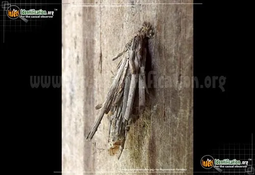 Mini Bagworm - photo 8