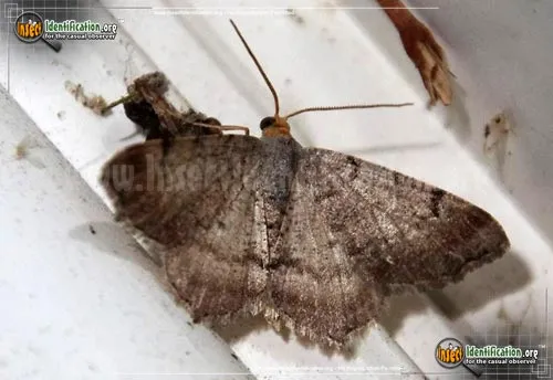 Minor Angle Moth - photo 2