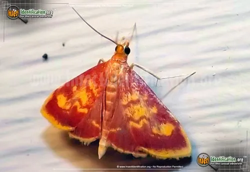 Mint-loving Pyrausta Moth - photo 2