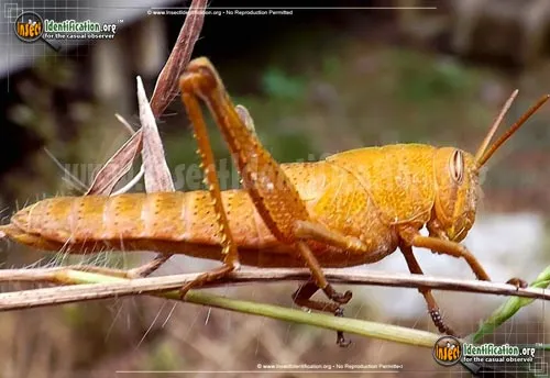 Mischievous Bird Grasshopper - photo 2