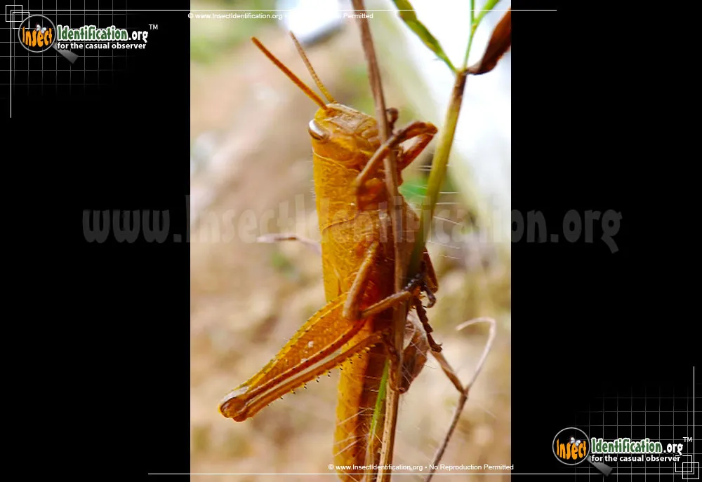 Mischievous Bird Grasshopper - photo 3