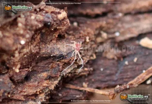 Mite - photo 2