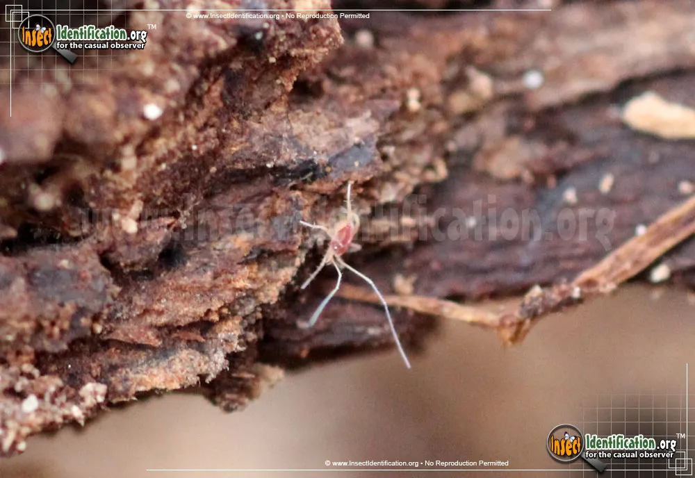 Mite - photo 3