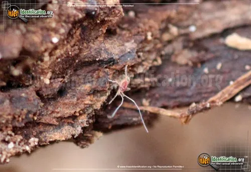 Mite - photo 4
