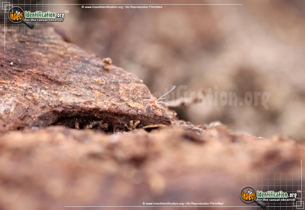 Mite - photo 5