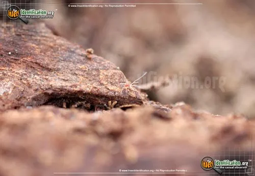 Mite - photo 6