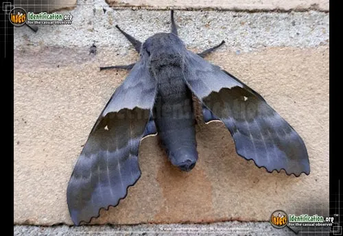 Modest Sphinx Moth - photo 2