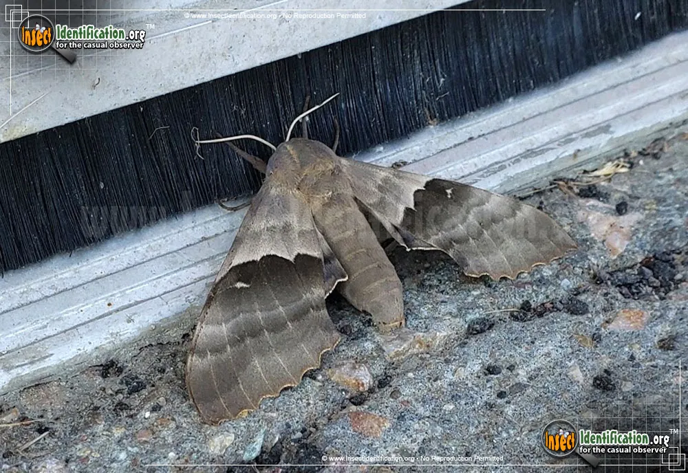 Modest Sphinx Moth - photo 3
