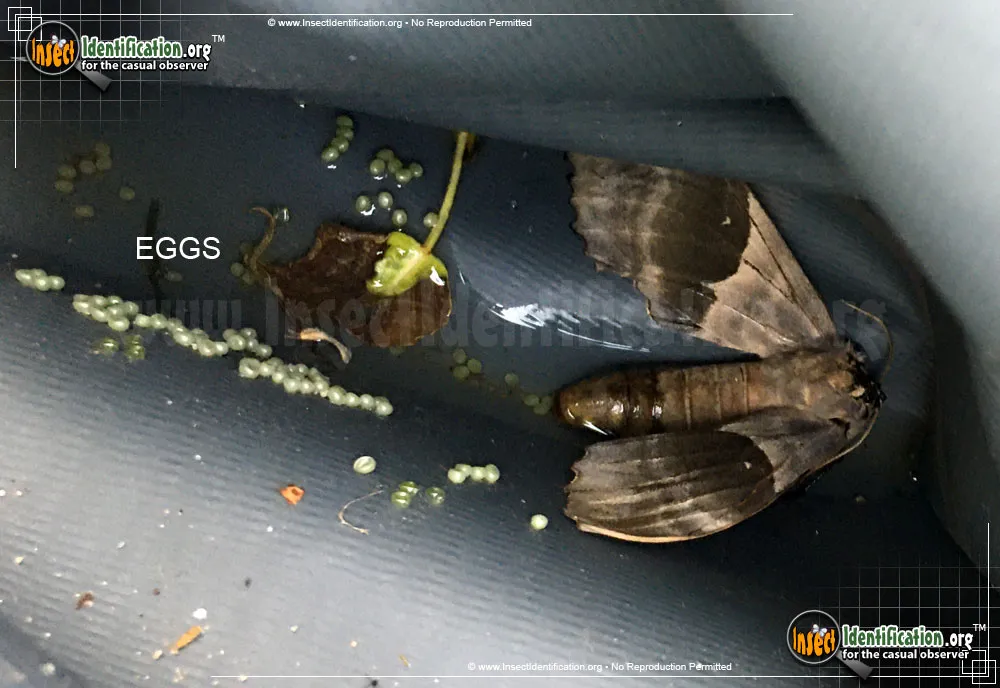 Modest Sphinx Moth - photo 5