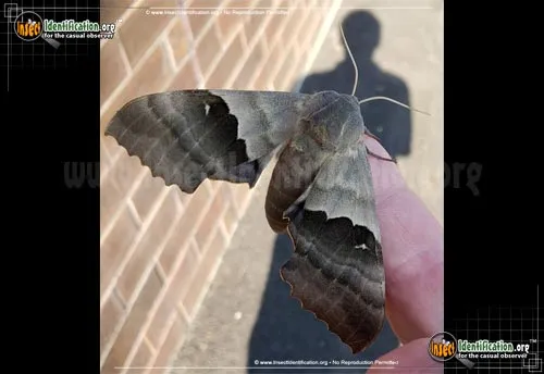 Modest Sphinx Moth - photo 8