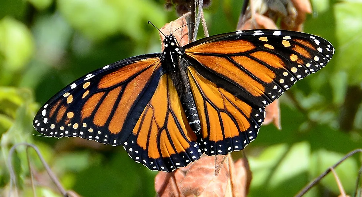 Monarch Butterfly - photo 4