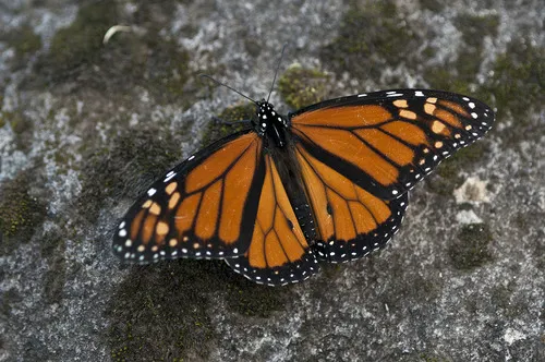 Monarch Butterfly - photo 5
