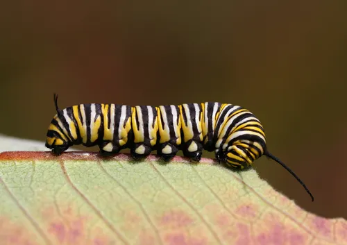 Monarch Butterfly - photo 6
