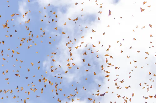 Monarch Butterfly - photo 7