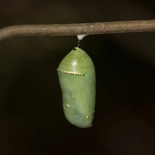 Monarch Butterfly - photo 8