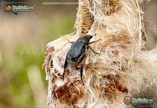 Monkey Beetle - photo 2