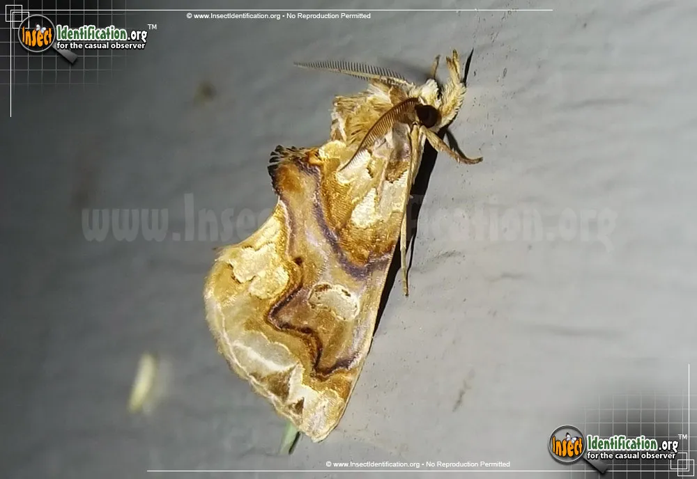 Moonseed Moth - Plusiodonta compressipalpis