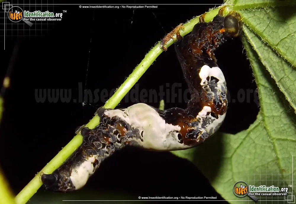 Moonseed Moth - photo 3