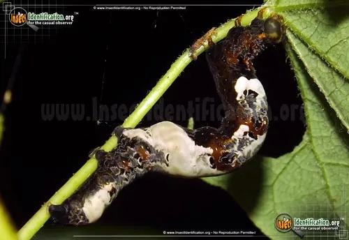 Moonseed Moth - photo 4