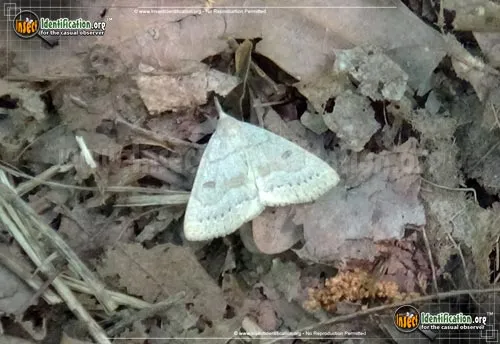 Morbid Owlet Moth - photo 2