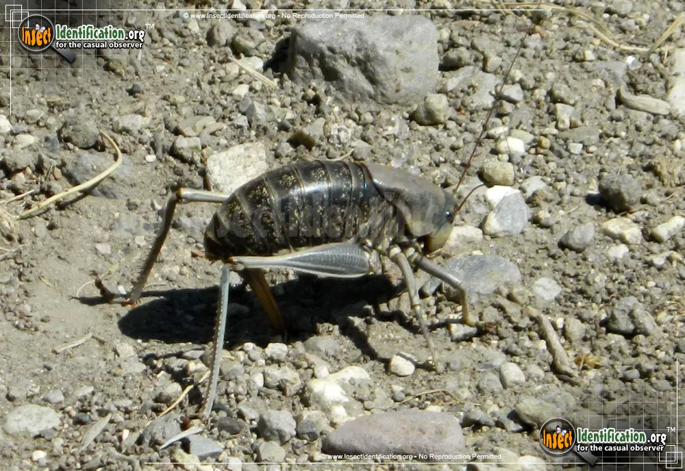Mormon Cricket - photo 3
