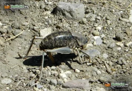 Mormon Cricket - photo 4