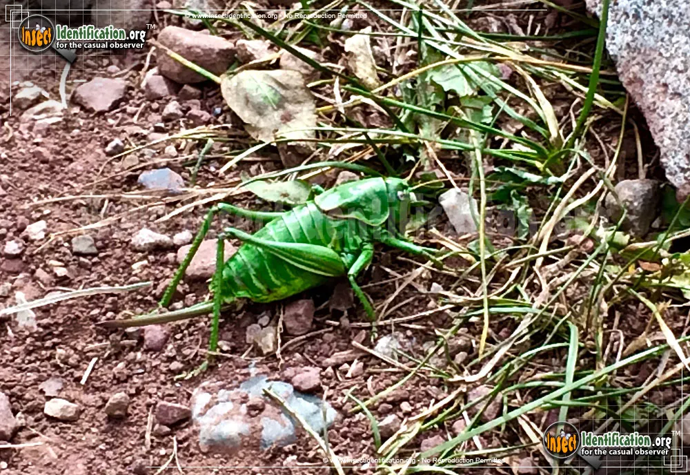 Mormon Cricket - photo 5
