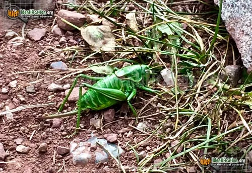 Mormon Cricket - photo 6