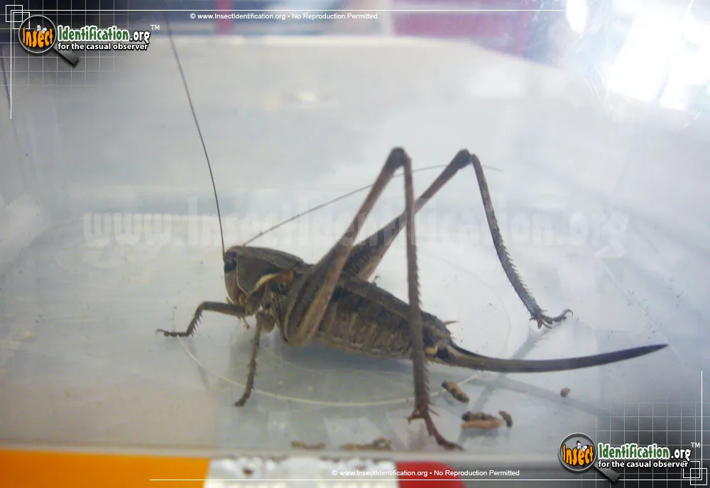 Mormon Cricket - photo 7