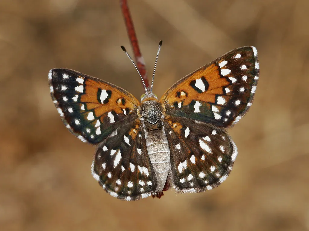 Mormon Metalmark Butterfly - photo 3