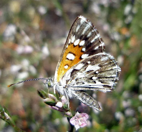 Mormon Metalmark Butterfly - photo 4