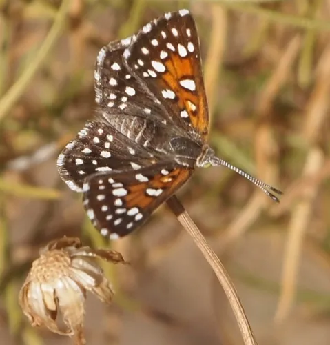 Mormon Metalmark Butterfly - photo 6