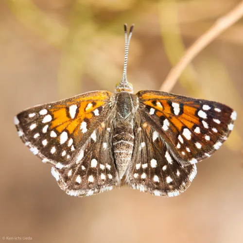 Mormon Metalmark Butterfly - photo 7