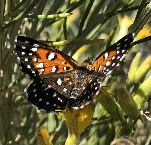 Mormon Metalmark Butterfly - photo 8