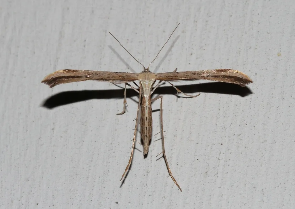 Morning-glory Plume Moth - photo 2