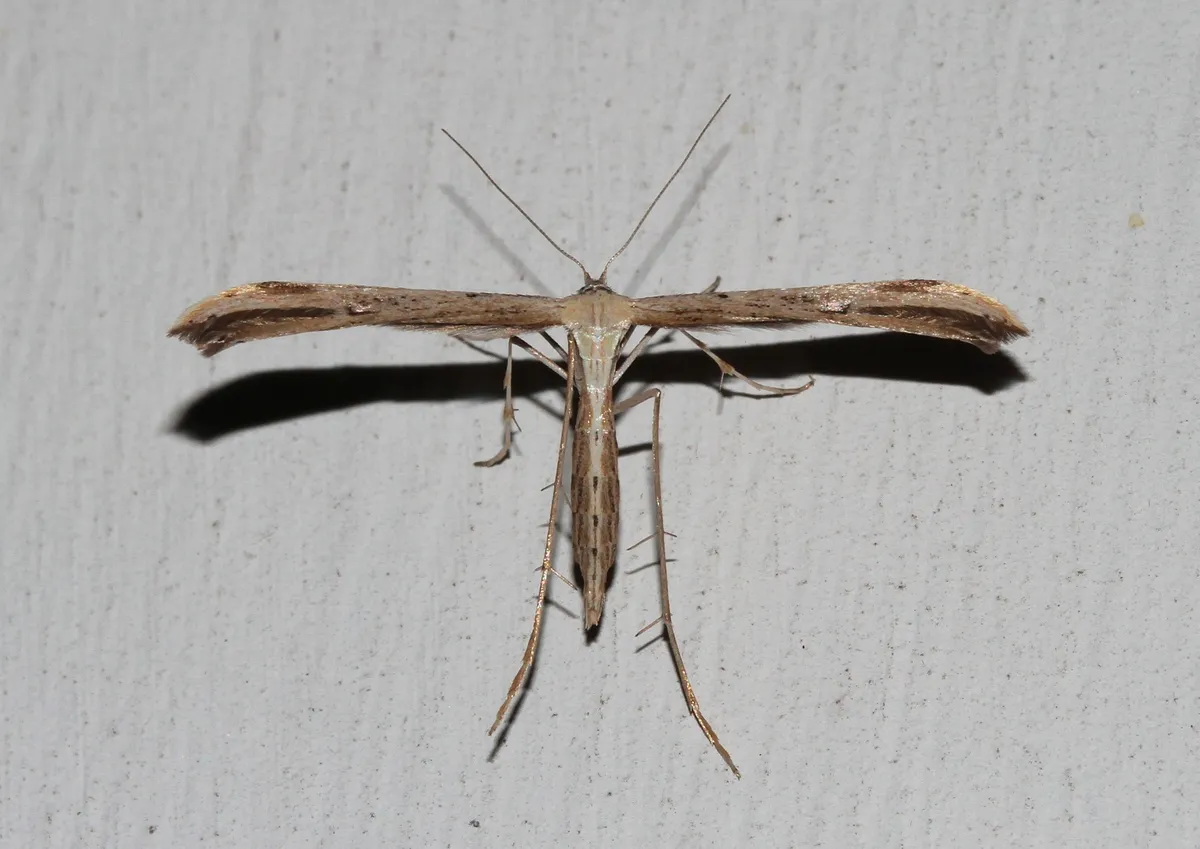 Morning-glory Plume Moth - photo 3