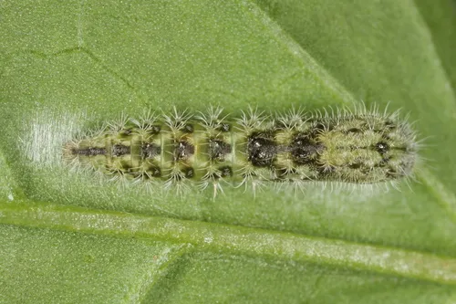 Morning-glory Plume Moth - photo 4