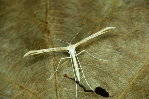 Morning-glory Plume Moth - photo 5