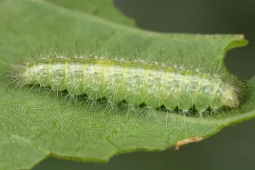 Morning-glory Plume Moth - photo 6