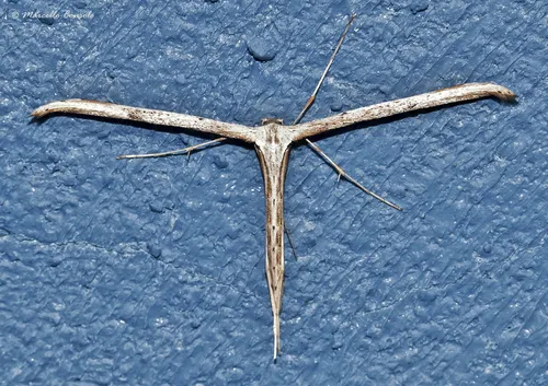 Morning-glory Plume Moth - photo 7